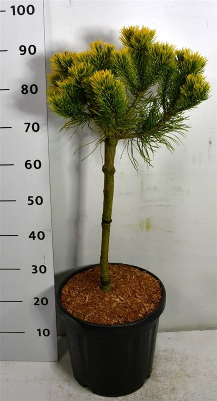 Bergtall – Pinus mugo 'Carsten' - C13 40 cm. Stam